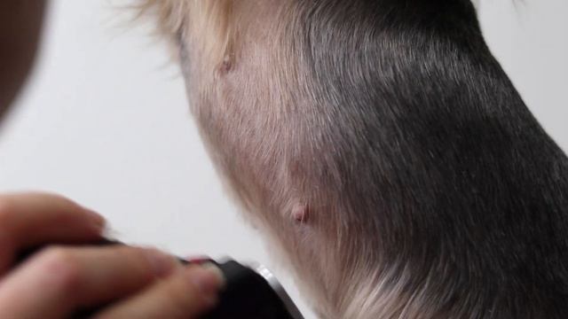 Yorkie grooming tutorial смотреть онлайн