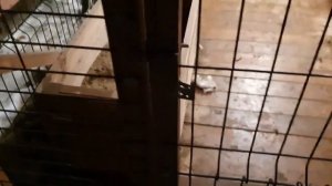 Алиса лиса. Свидание Алисы и Арчи закончилось странно.