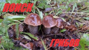 ДОЖДЬ. ПОИСК ГРИБОВ. ПРОМОК КАК ЛЯГУШКА