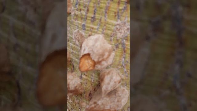 Дерево с шипами в египте смотреть онлайн