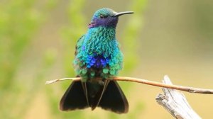 Язык Колибри. Узнайте как язык Колибри доказывает существование Творца. Бог существует.