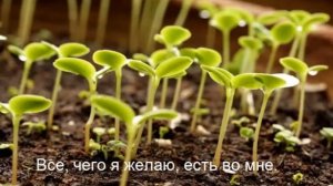 Марафон Изобилия День 6. Дипак Чопра