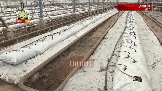 • Огурцы, помидоры, малина — всё своё смотреть онлайн