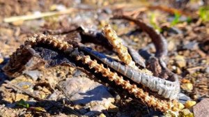 ЛОВЛЮ ЯЩЕРИЦ! ЛОВЛЯ ЯЩЕРИЦ! #ящерицы #какпойматьящерицу,