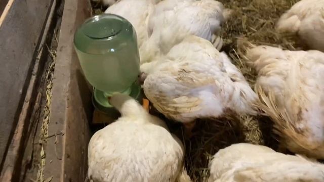 Бройлер - супер выгодная птица ! Итоги выращивания ! Цыплята,утята, гусята? Детские ясли в птичнике смотреть онлайн