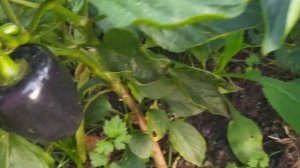 Перец Сластена