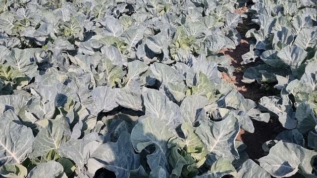 Цветная капуста Овиндоли F1, завязывание головки, октябрь 2023 год. смотреть онлайн