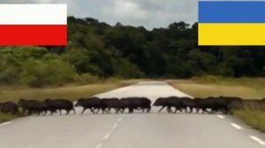 Текущая ситуация вна Украине