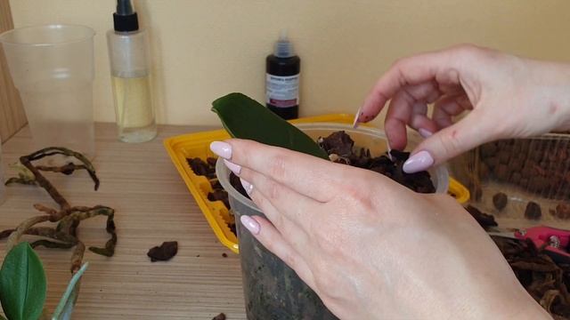 Детка орхидеи || Отделить детку орхидеи || Нарастить корни у детки и посадить детку орхидеи смотреть онлайн