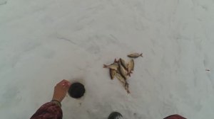 Ловля красноперки зимой