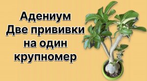 Две разные прививки на один крупный адениум. Разматываем и смотрим? Что получилось. 10 марта 2024 г.