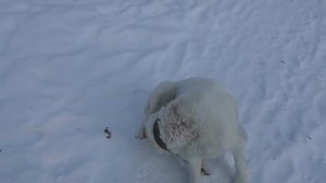 неделю спустя, бой двух сук породы алабай