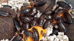 Аргентинские тараканы.