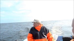 Ламинария сахаристая (морская капуста) и фукус пузырчатый добыча в Белом море 2016г.