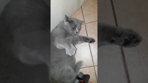 Кот рычит.