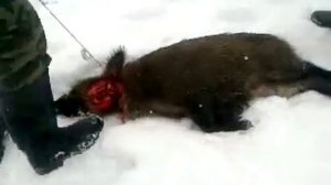 Охота кабана в дагестане.mP4