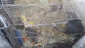 Нутрия домашнее содержание. Проблемы от содержания в вольерах. Подводим итог.