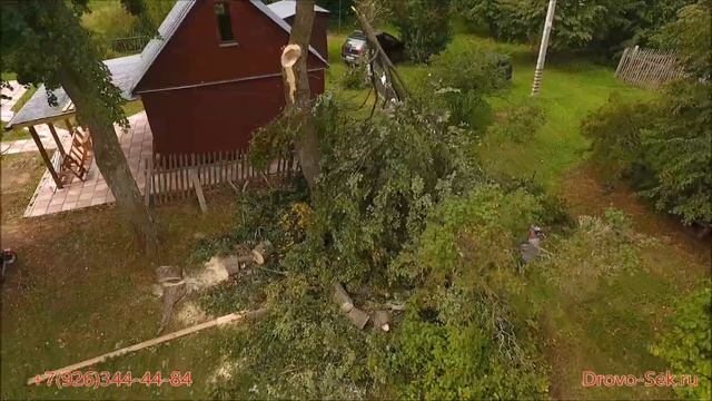 Спил лип, берёз и сосны смотреть онлайн