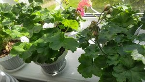 Моя цель выращивания пеларгонии. Обычная пересадка  укорененного черенка пеларгонии.