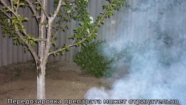Чем обработать грушу весной от вредителей и болезней смотреть онлайн