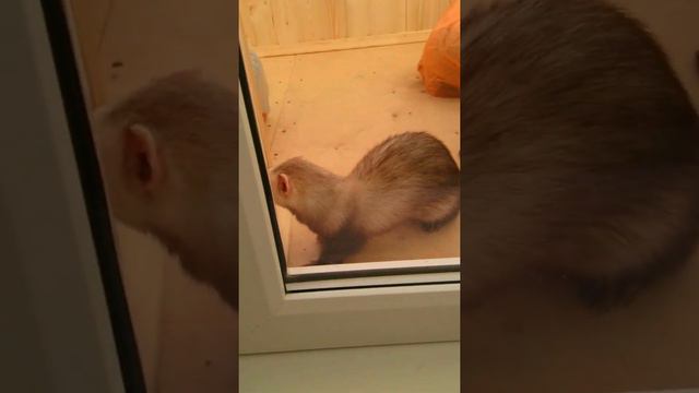 Забавный хорек требует свободу)) смотреть онлайн