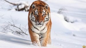 ЛЕВ ПРОТИВ ТИГРА: КТО ПОБЕДИТ?