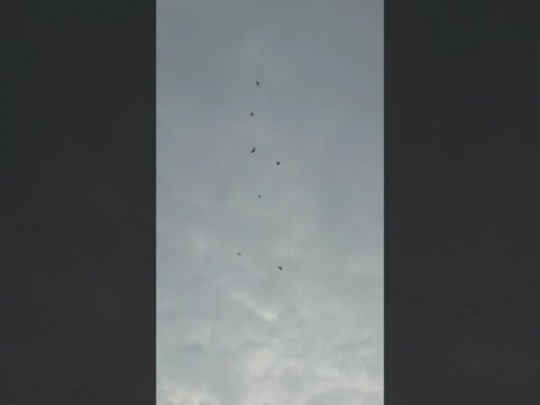 Голуби Вовы Звездина Горячий Ключ