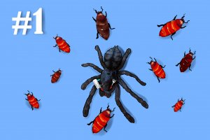 Время КОРМЁЖКИ #1