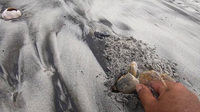 Our best SHELLING day! ***RARE Beachcombing finds in SC смотреть онлайн