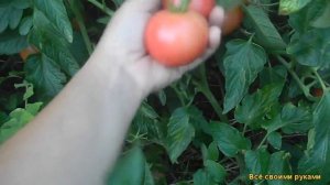 Томат: Сорт "Зинуля Розовый"