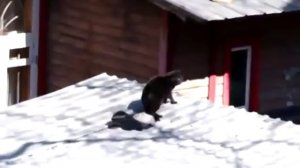 Ворона уработала двух котов .