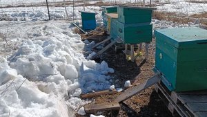 массовый облёт