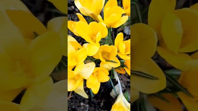 Первые. смотреть онлайн