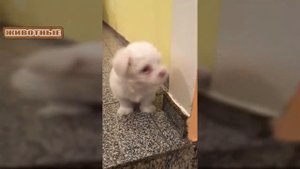 Щенки лают - подборка видео с милыми лающими собачками.