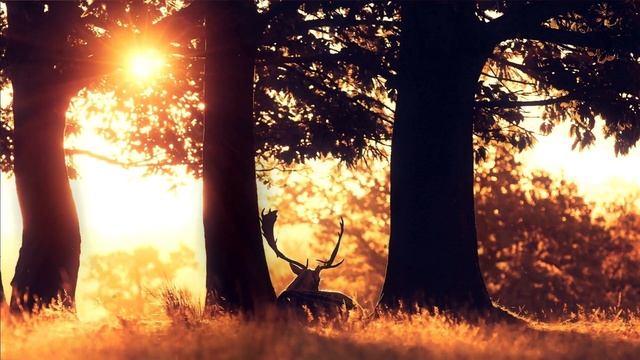 Ходжа Бу-Али | Персидская сказка (2 часть) смотреть онлайн