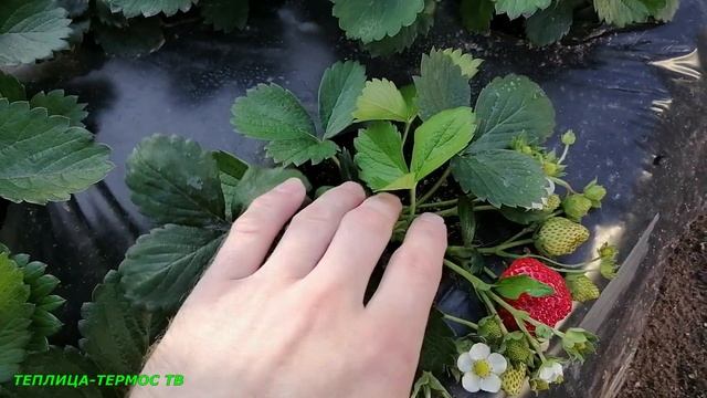 Королева Елизавета 2 - шикарный сорт//сезон 2021 смотреть онлайн