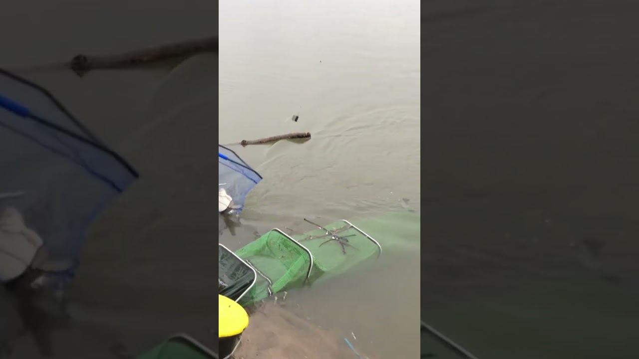 ОГРОМНЫЙ ЛЕЩ на фидер ВЕСНОЙ смотреть онлайн