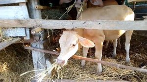 МЫЧАНИЕ КОРОВЫ. КОРОВА МЫЧИТ. Жуют траву, сено, жвачку. Веселая корова ? часть 3