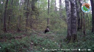 Медведь. Заповедник "Большая Кокшага".