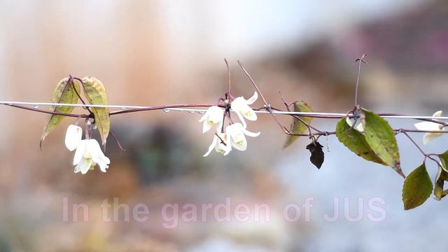 쥬스의 정원 봄비속에 클라마티스 윈터뷰티 꽃 개화 смотреть онлайн
