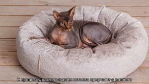 Как ухаживать за кошкой и котом в домашних условиях