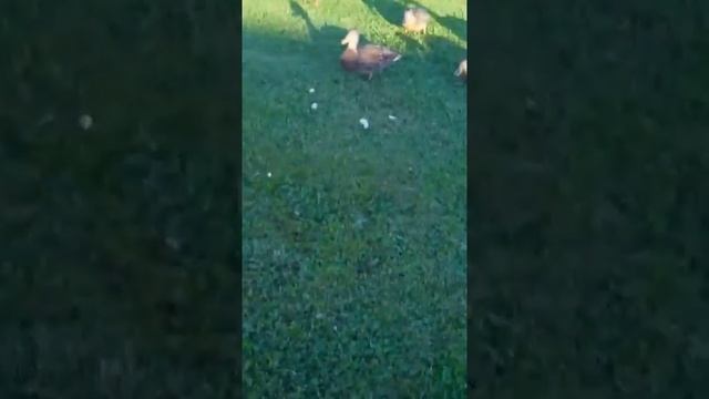 Морган и утки смотреть онлайн