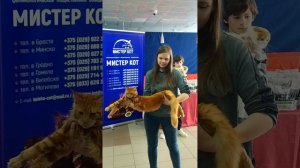 Выставка кошек. Котёнок Мейн-кун