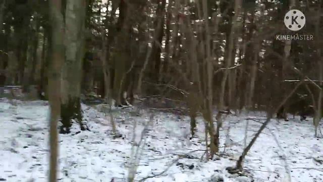 Прогулка в Лосином острове/Разходка в Лосове остров/Walk in Elk Island 🌲🌲