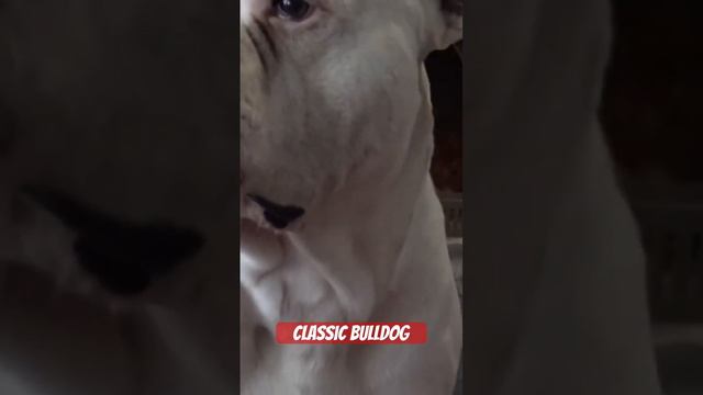 Classic American Bulldog🇺🇸🚨 #bjbd #bulldog #americanbulldog #bullybreed #classic