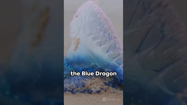 Glaucus Atlanticus: The Blue Dragon of the Sea || Please Subscribe 🙏