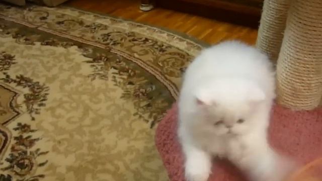 atos  персидский котенок голубоглазый.Питомник White Rose