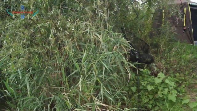 РЫБАЛКА НА КАРПА И АМУРА,КАРПФИШИНГ - CARPFISHING: ловим на оснастку 