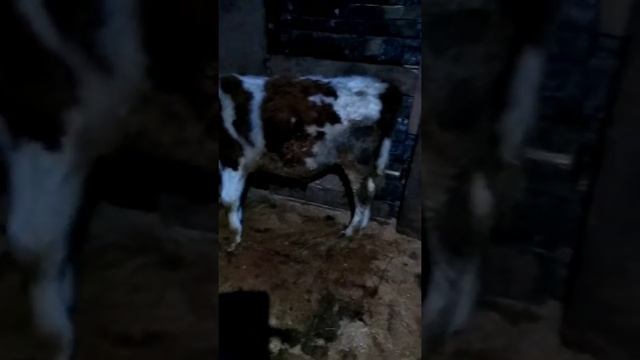 ?хорошо ли жить в деревни????как приучить корову стоять после отела.? смотреть онлайн