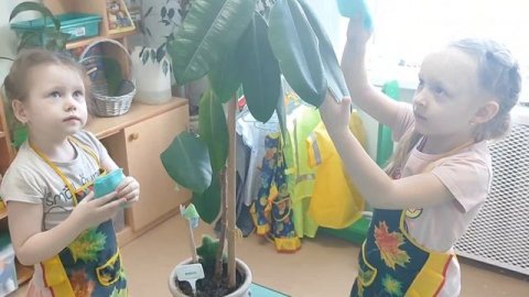 Комнатные растения